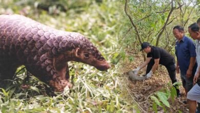 Manipur: A Landmark Victory for Pangolin Conservation in Kangpokpi dist