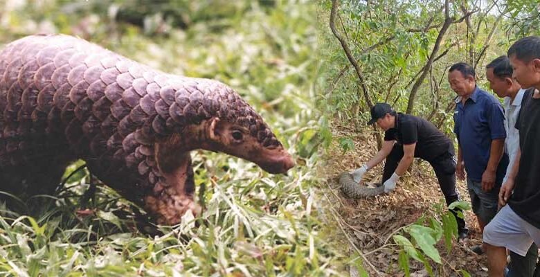 Manipur: A Landmark Victory for Pangolin Conservation in Kangpokpi dist
