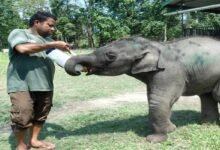 Assam: Orphaned Elephant Calf Rescued Near Orang, Finds New Life at CWRC Kaziranga