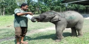 Assam: Orphaned Elephant Calf Rescued Near Orang, Finds New Life at CWRC Kaziranga