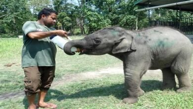 Assam: Orphaned Elephant Calf Rescued Near Orang, Finds New Life at CWRC Kaziranga
