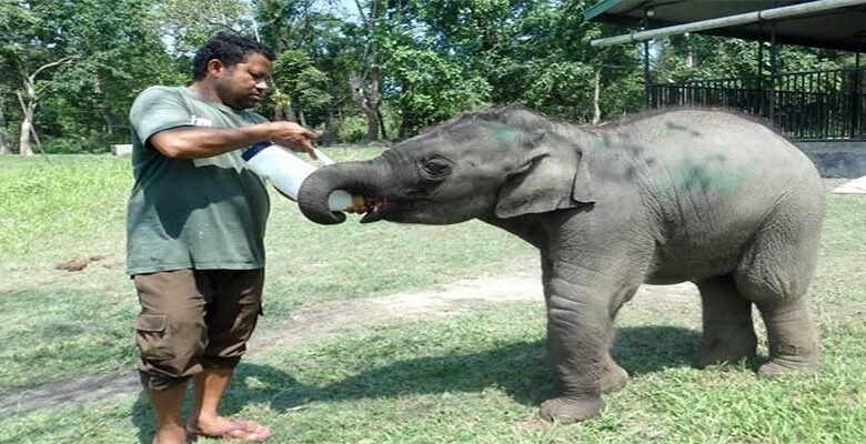 Assam: Orphaned Elephant Calf Rescued Near Orang, Finds New Life at CWRC Kaziranga