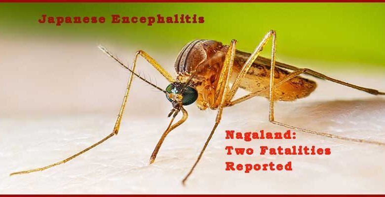 Nagaland: Two Fatalities Reported as Japanese Encephalitis Cases Rise in State