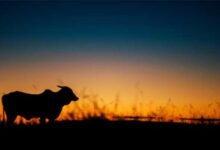 Assam’s Gir Cow Scam: Allegations of Corruption and Mismanagement Rock BJP-Led Govt