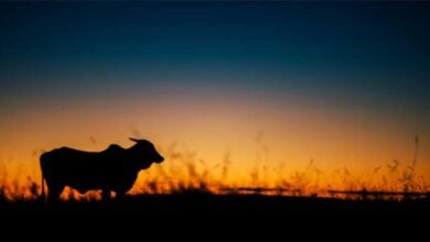 Assam’s Gir Cow Scam: Allegations of Corruption and Mismanagement Rock BJP-Led Govt