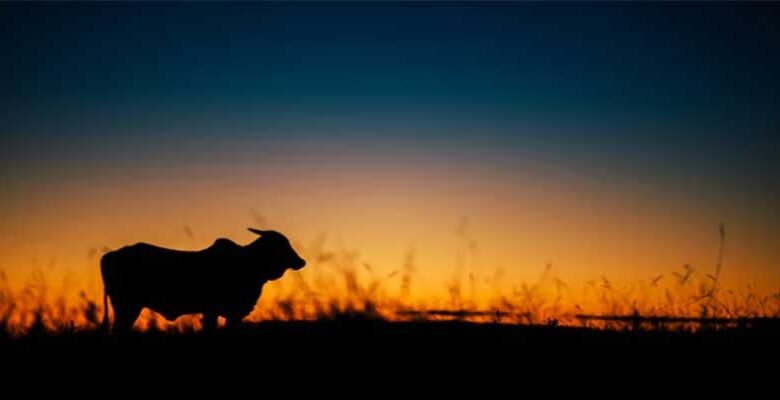 Assam’s Gir Cow Scam: Allegations of Corruption and Mismanagement Rock BJP-Led Govt