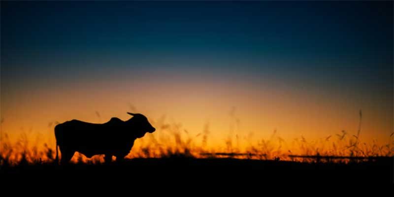 Assam’s Gir Cow Scam: Allegations of Corruption and Mismanagement Rock BJP-Led Govt