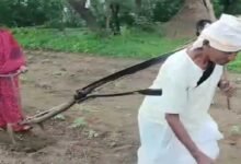 LATUR ( Maharashtra ) A deeply moving video from Hadolti village in Latur district has gone viral on social media, capturing the harsh reality faced by small-scale farmers.
