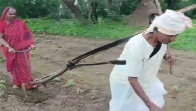LATUR ( Maharashtra ) A deeply moving video from Hadolti village in Latur district has gone viral on social media, capturing the harsh reality faced by small-scale farmers.