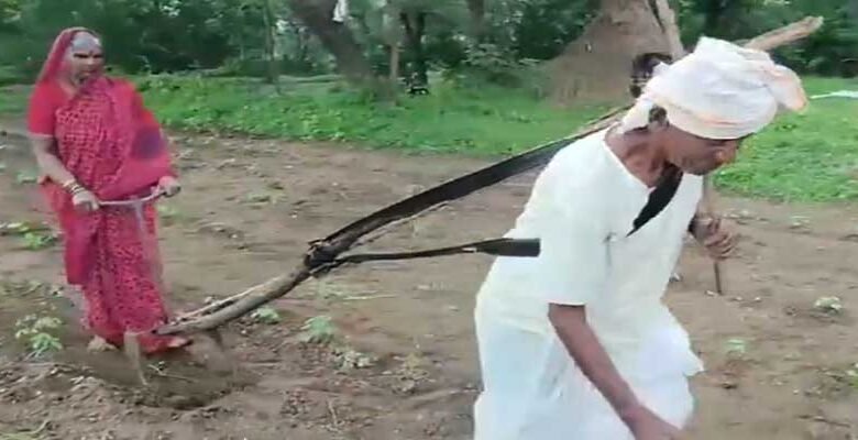 LATUR ( Maharashtra ) A deeply moving video from Hadolti village in Latur district has gone viral on social media, capturing the harsh reality faced by small-scale farmers.