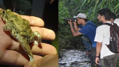 Assam: Frog Watch & Photography Event in Karbi Anglong Highlights Rich Herpetofauna and Indigenous Knowledge