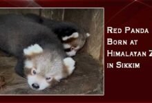 Sikkim: Red Panda Cubs Born at Himalayan Zoo, Ending 7-Year Breeding Drought