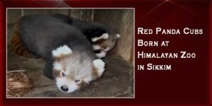 Sikkim: Red Panda Cubs Born at Himalayan Zoo, Ending 7-Year Breeding Drought