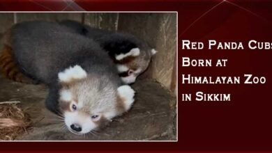 Sikkim: Red Panda Cubs Born at Himalayan Zoo, Ending 7-Year Breeding Drought