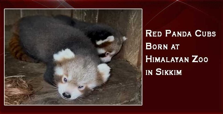 Sikkim: Red Panda Cubs Born at Himalayan Zoo, Ending 7-Year Breeding Drought
