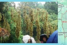 Mizoram’s Rodent Crisis Hits 4,700 Families, Crops Lost