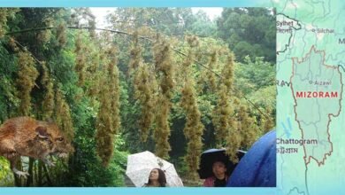 Mizoram’s Rodent Crisis Hits 4,700 Families, Crops Lost