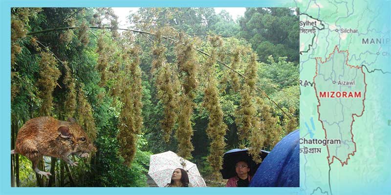 Mizoram’s Rodent Crisis Hits 4,700 Families, Crops Lost