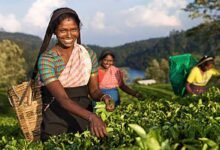 Assam Passes Bill to Give Land Rights to Tea Workers