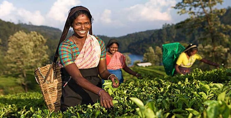 Assam Passes Bill to Give Land Rights to Tea Workers
