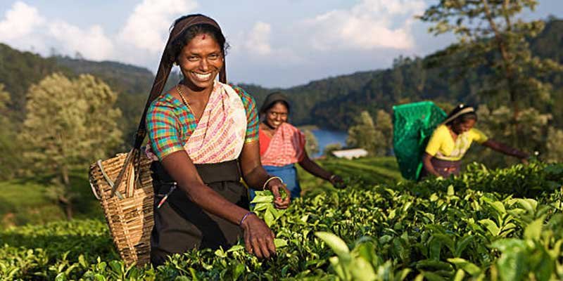 Assam Passes Bill to Give Land Rights to Tea Workers