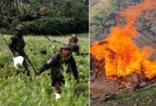 Manipur: Assam Rifles Destroy 18 Acres of Poppy Fields