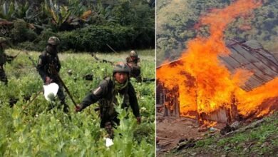 Manipur: Assam Rifles Destroy 18 Acres of Poppy Fields