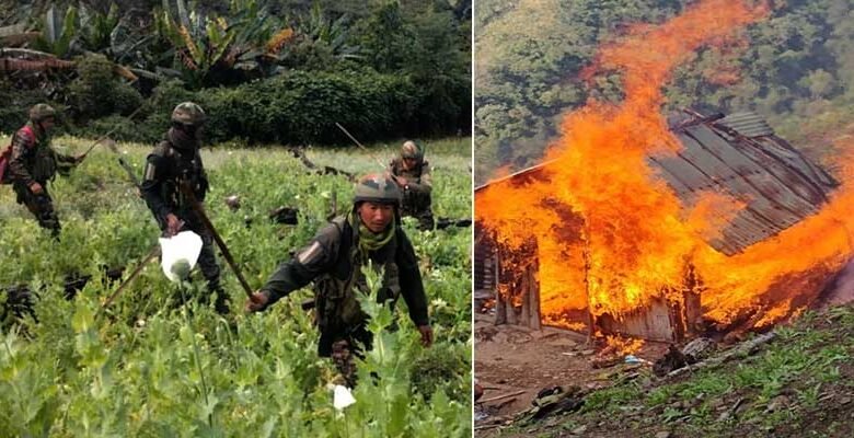 Manipur: Assam Rifles Destroy 18 Acres of Poppy Fields