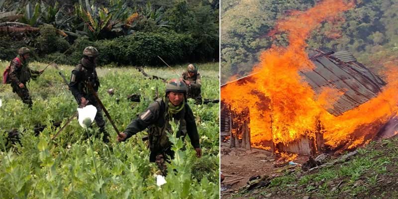 Manipur: Assam Rifles Destroy 18 Acres of Poppy Fields