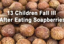 Assam: 13 Children Fall Ill After Eating Soapberries