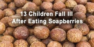 Assam: 13 Children Fall Ill After Eating Soapberries