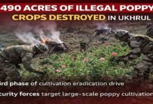 Manipur; Ukhrul Police Destroy Over 490 Acres of Poppy Crops