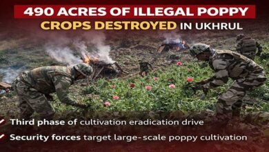 Manipur; Ukhrul Police Destroy Over 490 Acres of Poppy Crops