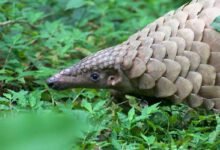 Nagaland- Sangtam Naga Community Bans Pangolin Hunting