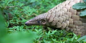 Nagaland- Sangtam Naga Community Bans Pangolin Hunting