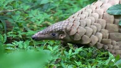 Nagaland- Sangtam Naga Community Bans Pangolin Hunting