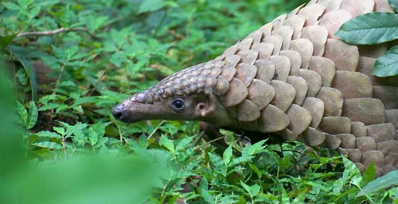 Nagaland- Sangtam Naga Community Bans Pangolin Hunting