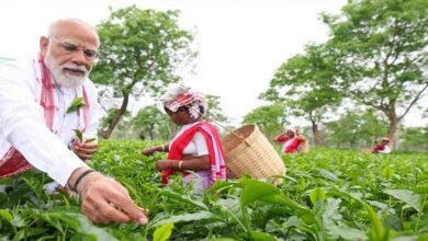 Assam Election: PM Modi Visits Tea Garden, Plucks Leaves