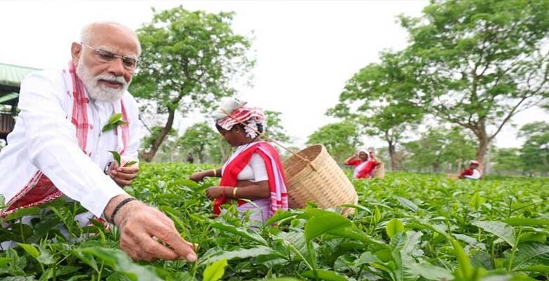 Assam Election: PM Modi Visits Tea Garden, Plucks Leaves