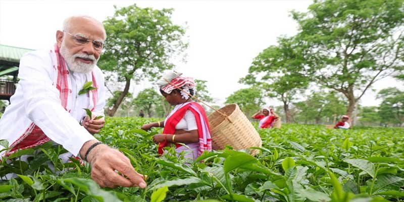 Assam Election: PM Modi Visits Tea Garden, Plucks Leaves