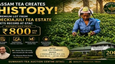 Assam: Deckiajuli Tea Estate Achieves Record ₹800/kg Price at Guwahati Auction