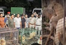 Eight Golden Langurs Rescued, Nine Held in Major Wildlife Trafficking Bust in Assam's Chirang