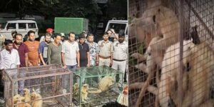 Eight Golden Langurs Rescued, Nine Held in Major Wildlife Trafficking Bust in Assam's Chirang