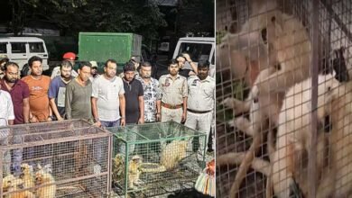 Eight Golden Langurs Rescued, Nine Held in Major Wildlife Trafficking Bust in Assam's Chirang