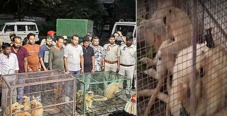 Eight Golden Langurs Rescued, Nine Held in Major Wildlife Trafficking Bust in Assam's Chirang