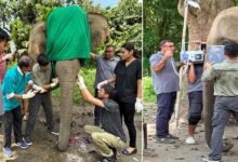 Assam Elephant Mangal Singh Undergoes Critical Dental Procedure After Poachers Hack Off Tusks