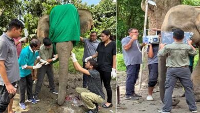 Assam Elephant Mangal Singh Undergoes Critical Dental Procedure After Poachers Hack Off Tusks