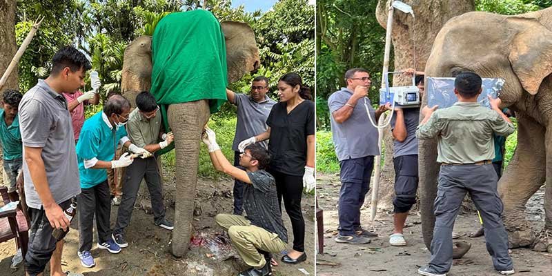 Assam Elephant Mangal Singh Undergoes Critical Dental Procedure After Poachers Hack Off Tusks