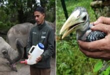 CWRC Enters 25th Year After More Than 10,000 Wildlife Rescues in Assam