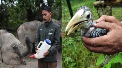 CWRC Enters 25th Year After More Than 10,000 Wildlife Rescues in Assam
